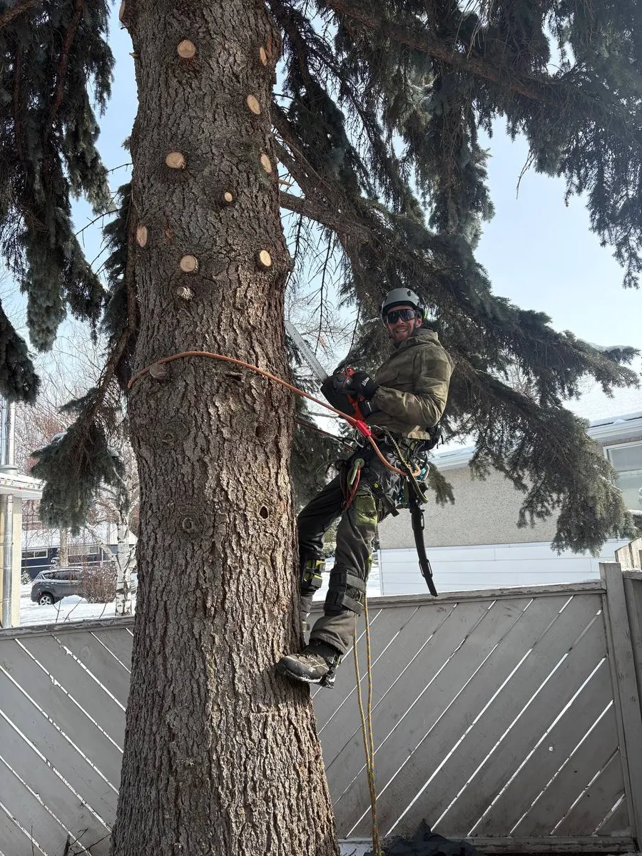 Tony climbing a large spruce for removal