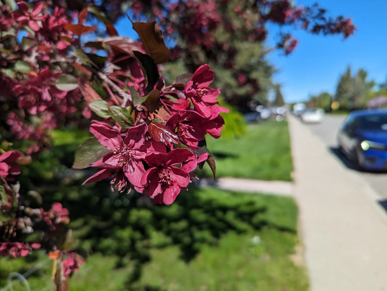 Fruit tree blossoms in Calgary