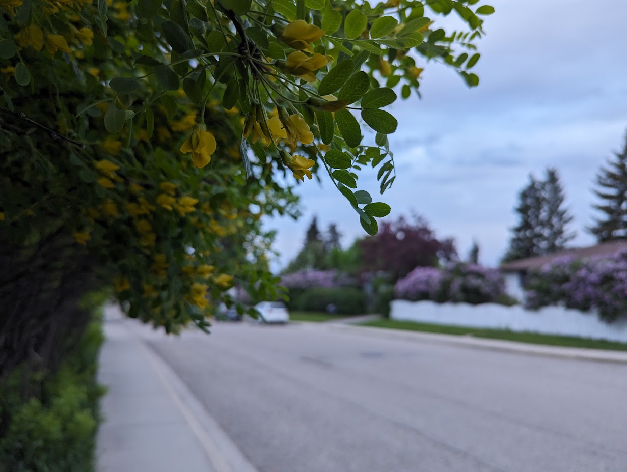 Caragana hedge in bloom in Calgary