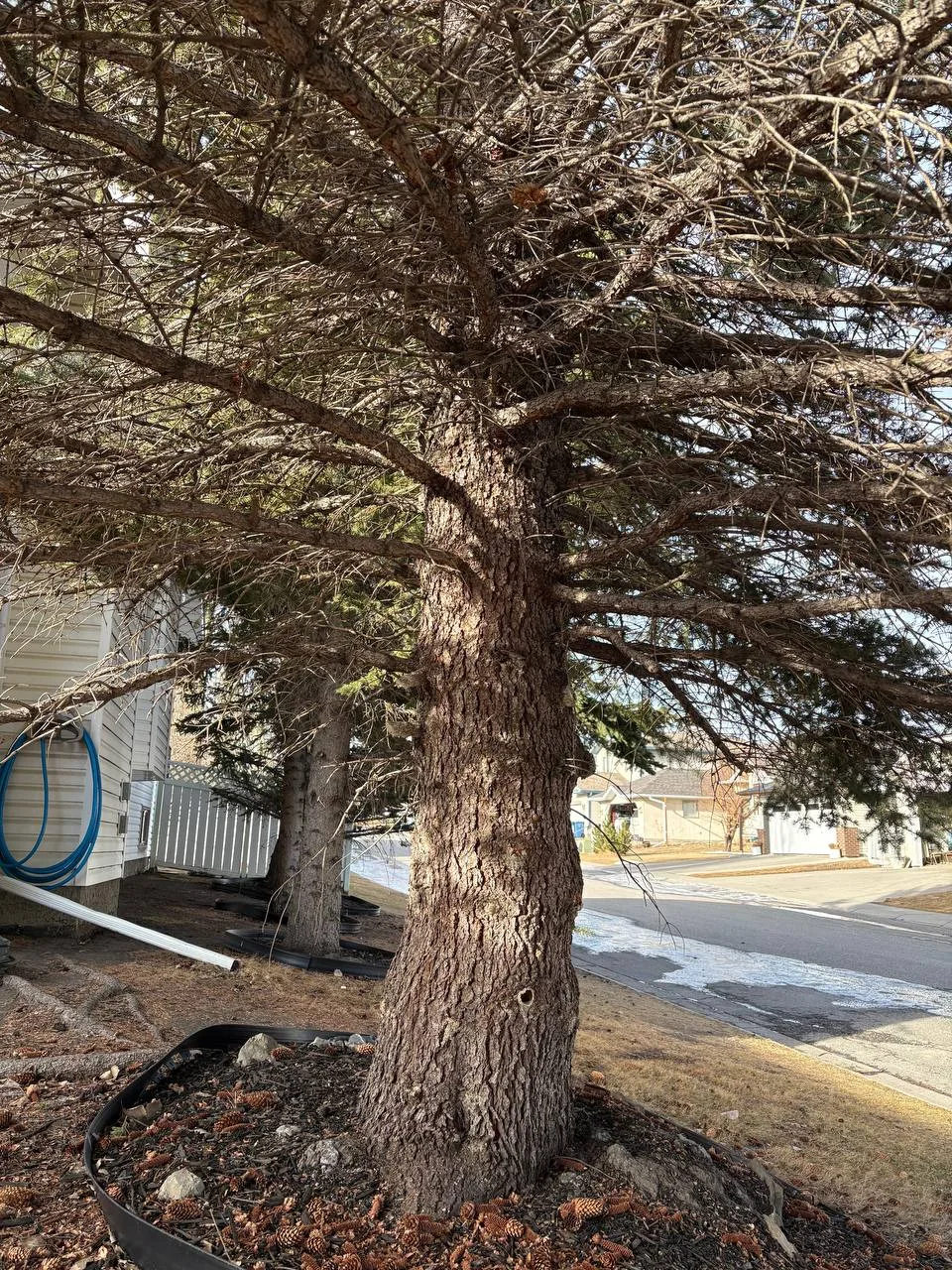 Deadwood removal on a spruce tree