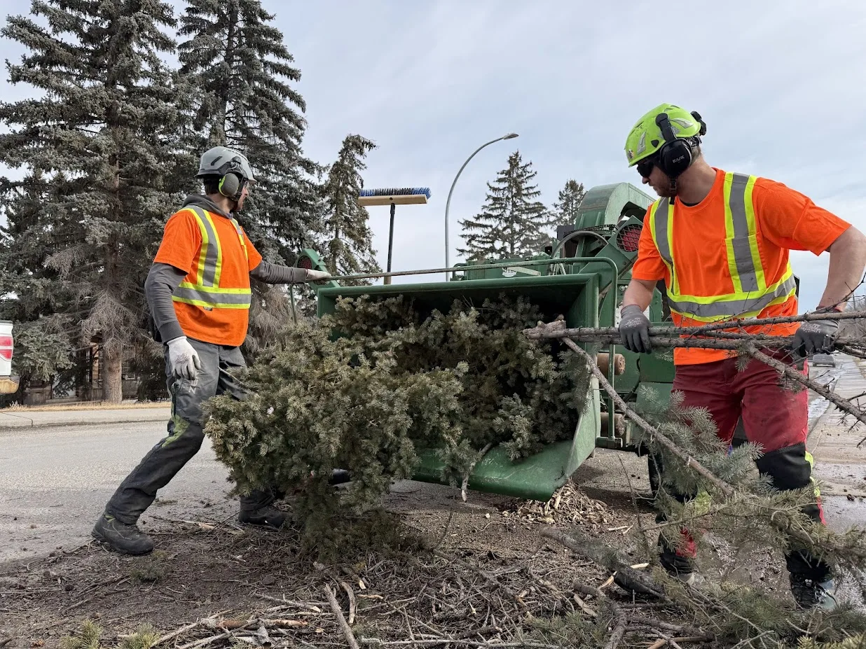 Stump grinding in progress in Calgary