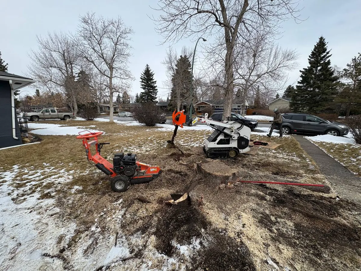 Two stump grinders on large stump in Calgary