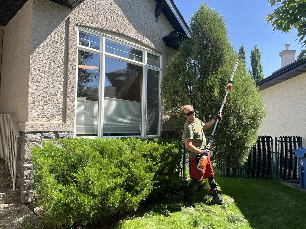 Arborista hedge trimming in Calgary