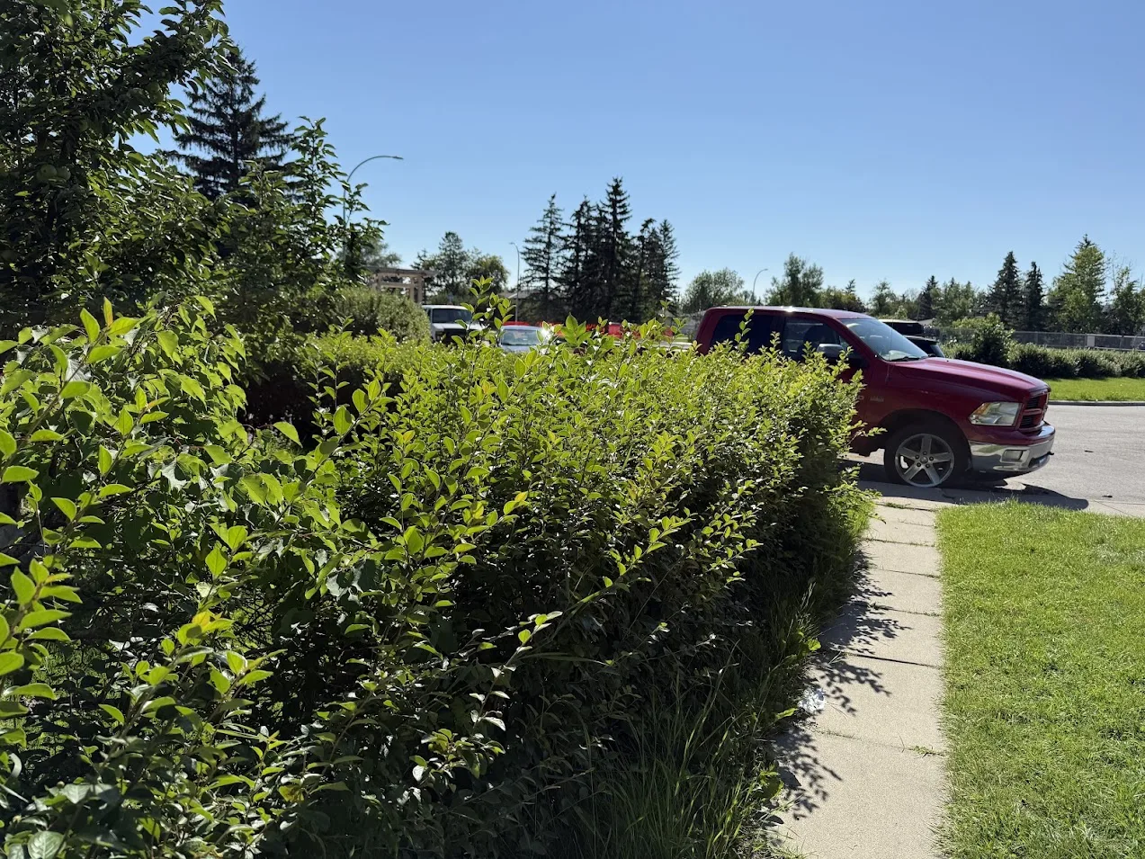 Hedge trimming in Calgary
