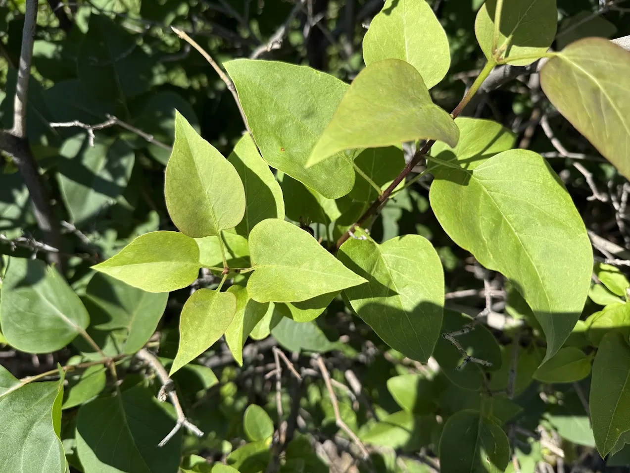 Pruning shrubs in a Calgary yard