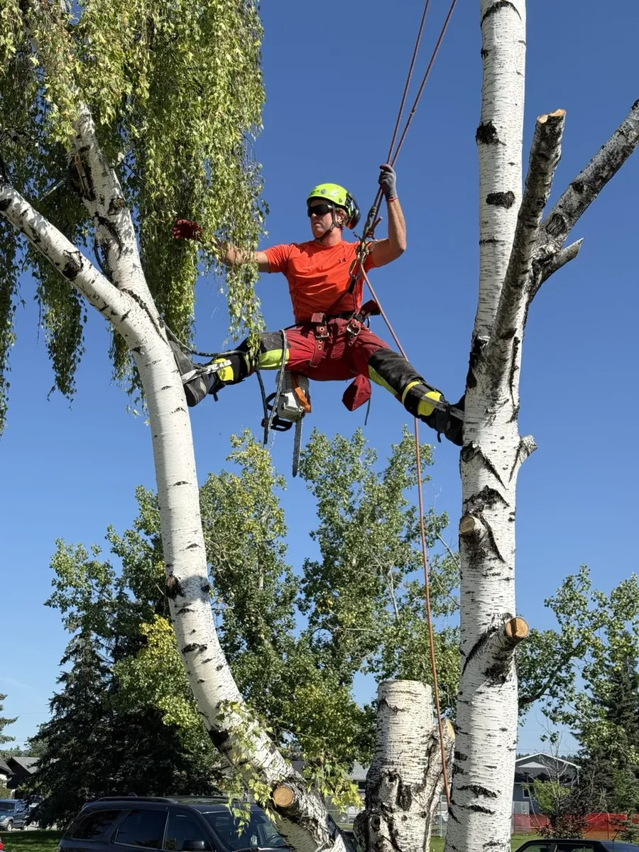 Tony climbing between birch trunks in Calgary