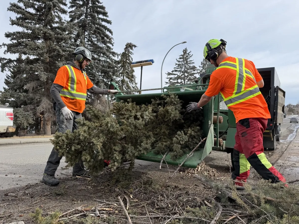 Crew feeding branches into chipper