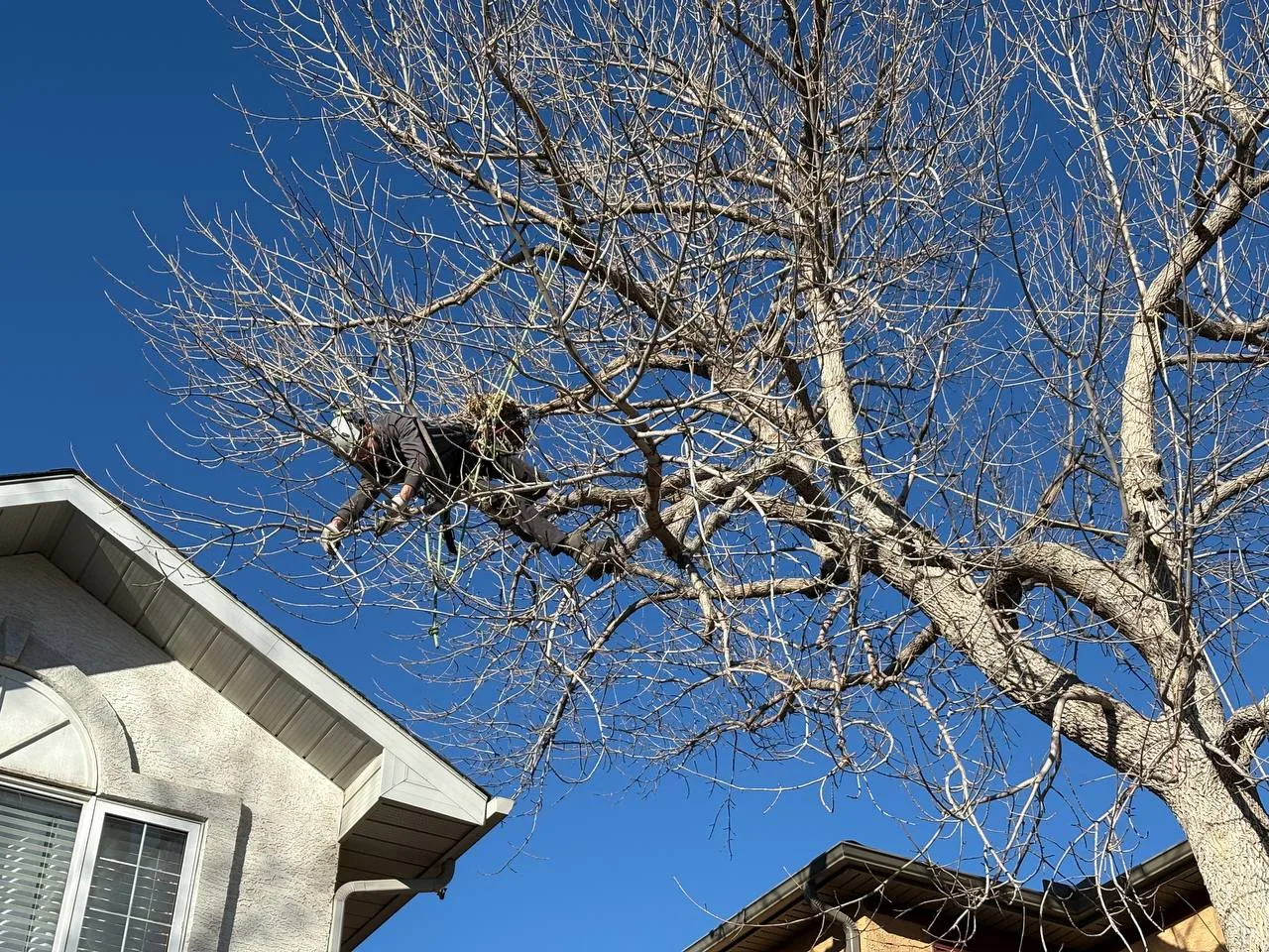 Mature elm tree being pruned in Calgary