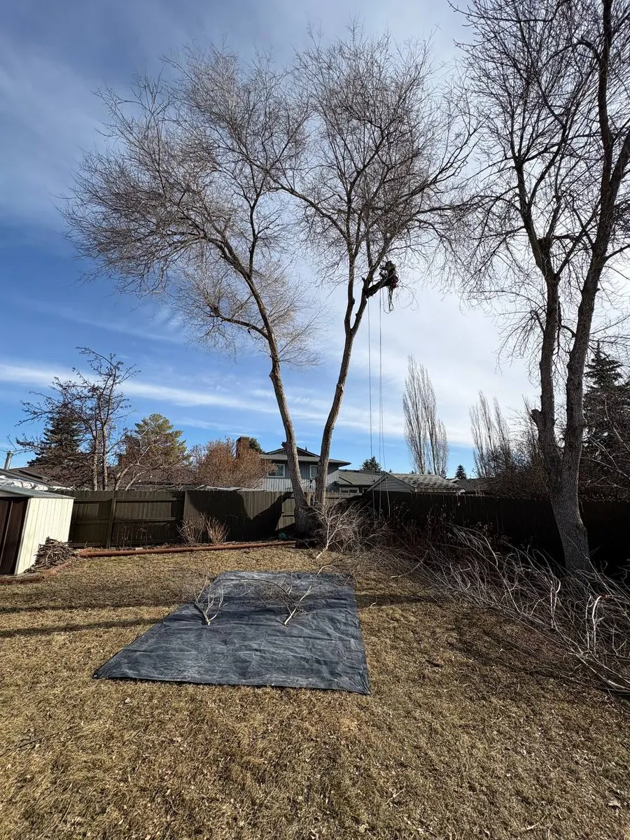Arborist climbing poplar tree for removal in Calgary