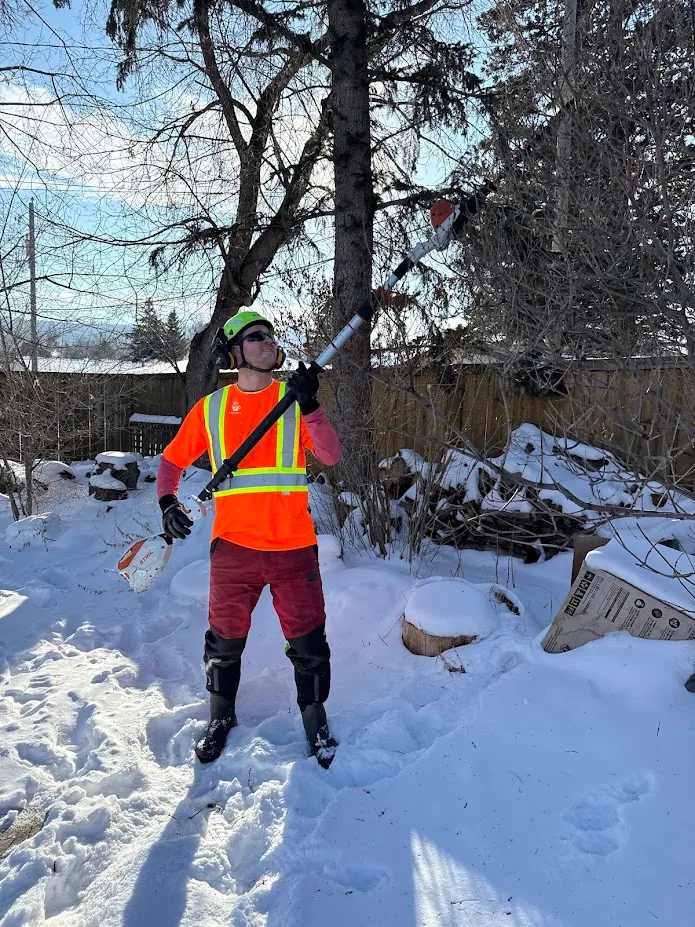 Arborista tree work in Calgary